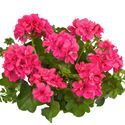 Bild von Geranium Hang P12 Double Royal Hot Pink